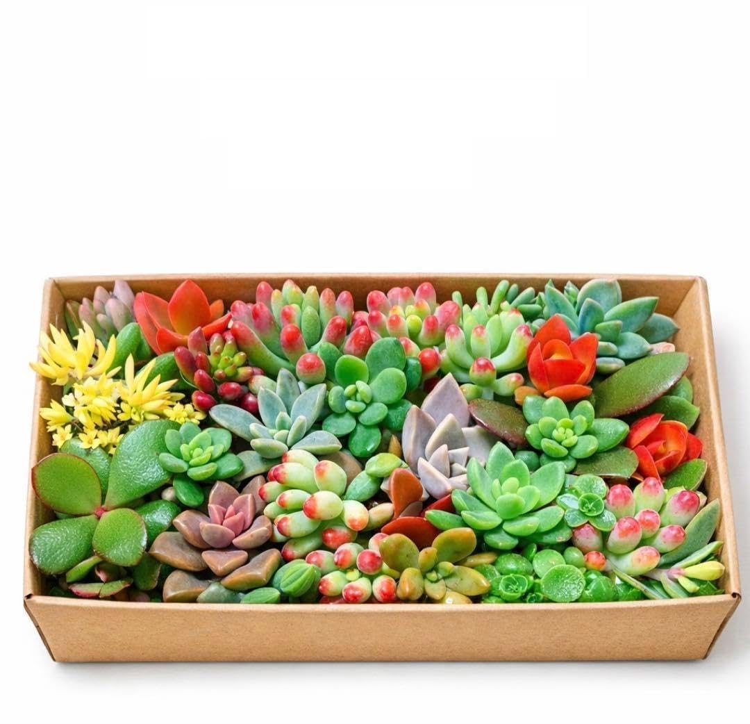 Amazon.co.jp: 多肉植物カット苗セット 19cm x 12cmもりもり多肉弁当