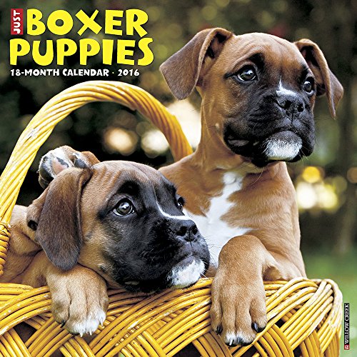2016 Just Boxer Puppies Wall Calendar
