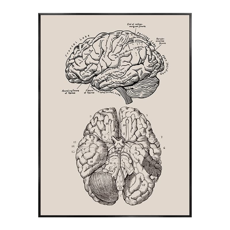 Akatsukiqi 1pc Vintage Humain Anatomie illustres Clinique médicale Image Squelette Orgue Muscle Toile Peinture Affiches imprimés décor de Chambre (Couleur : 0212A10, Size (inch) : 60X80CM No Frame)