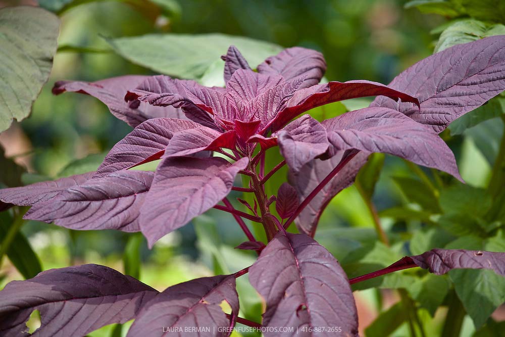 Creative Farmer Vegetable Seeds Kuppai Keerai Seeds - Amaranthus(Red) Seeds Vegetable Greens Vegetable Seeds For Terrace And Kitchen Gardening Home Garden Seeds (B07N479G89) Amazon Price History, Amazon Price Tracker