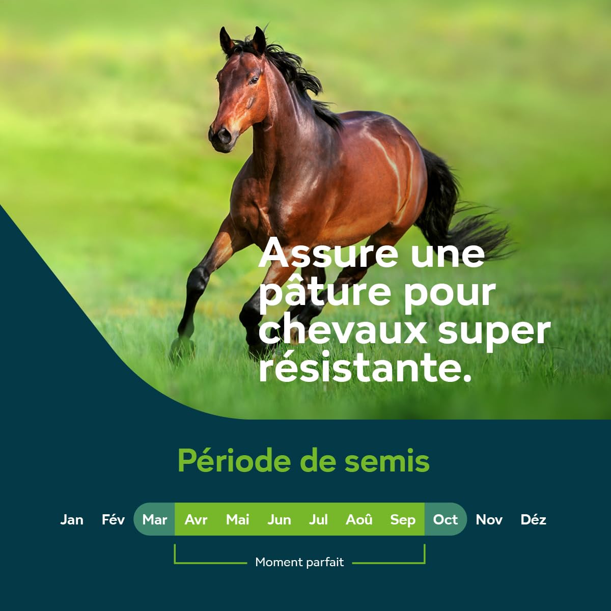 Sowgood Mélange Prairie Universelle - 10 kg pour 1000 m² - Pour les chevaux et le petit bétail - Semences pour pâtures - Couverture rapide et facile - Prairie robuste et durable