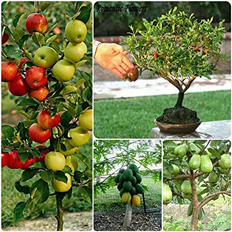 Royal Paradise Garden Dwarf fruit seeds Combo dwarf papaya, pomegranate, guava, apple seeds (5 each) (B094NTTKX9) Amazon Price History, Amazon Price Tracker