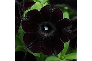 Black Magic Petunias: A Velvet Tapestry of Enchanting Blooms