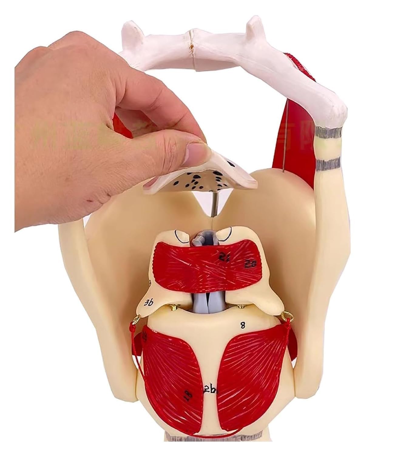 Model anatomii funkcji krtani, model powiększenia mięśni gardła i gardła, ruchoma chrząstka i jaskinia do badań medycznych, szczegółowe narzędzie edukacyjne