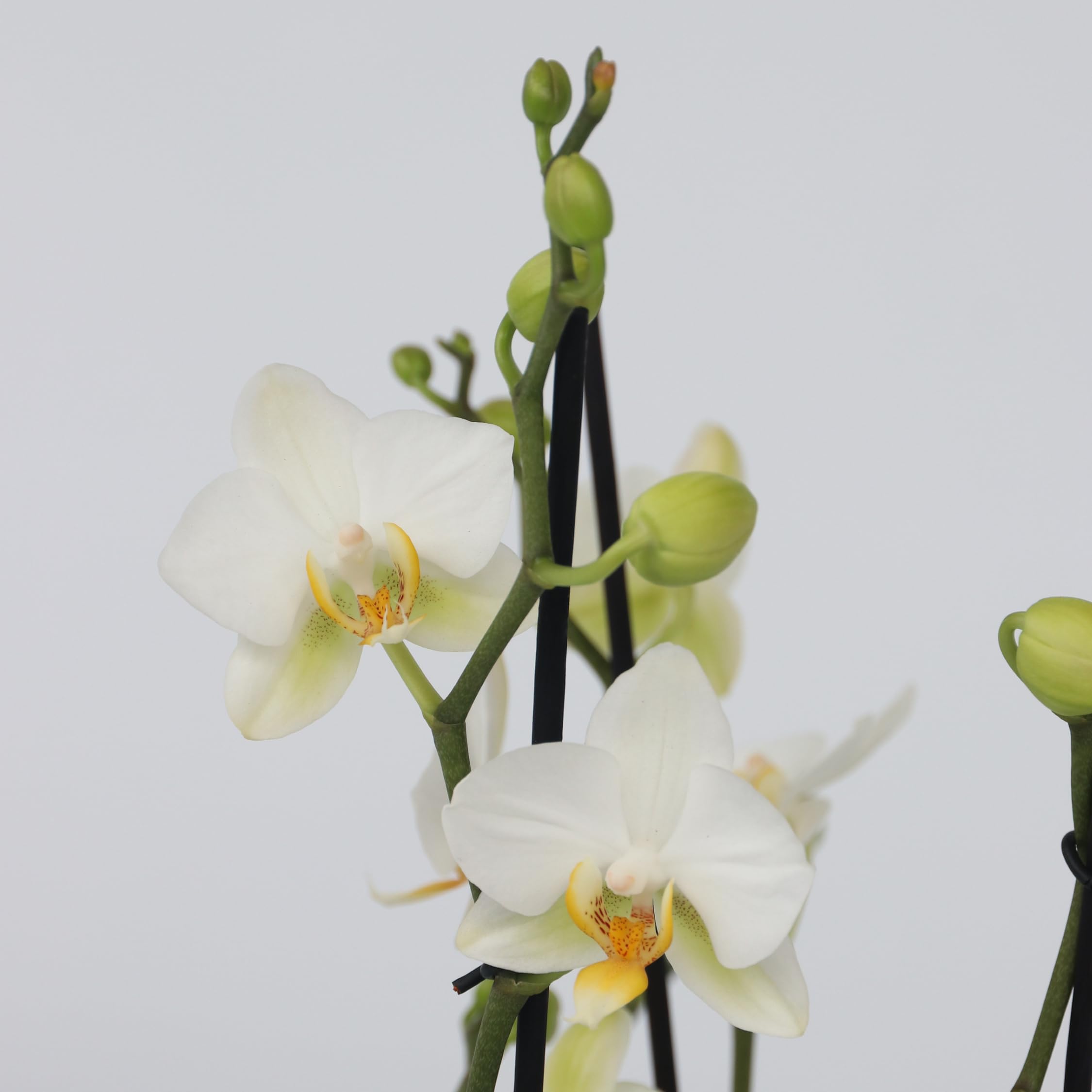 Plant in a Box - Phalaenopsis Multiflora - Orquídea Blanco - Planta de interior en flor - Apta para gatos - Maceta 12cm - Altura 35-45cm