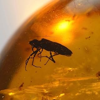 KA0069 虫入り琥珀化石 ミャンマー カムティかタナイ産 9900万年前