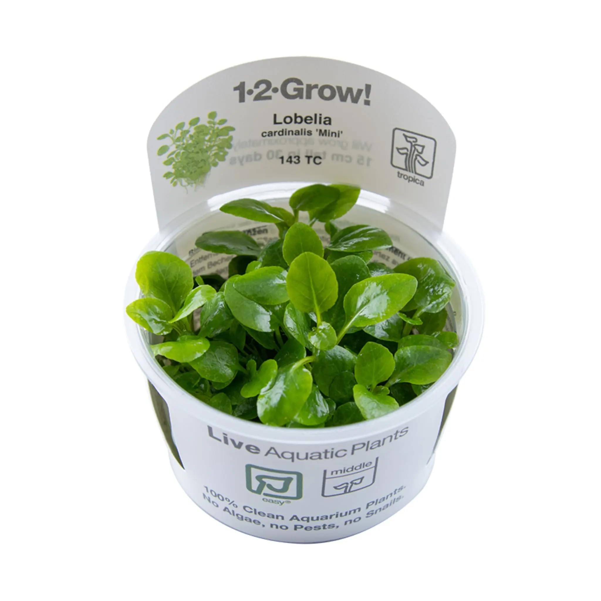 Tropica Lobelia cardinalis Mini 1-2-GROW!