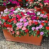 RAISE ME UP: Seeds Busy Lizzies Mix (Impatiens Walleriana) Annual Flowers