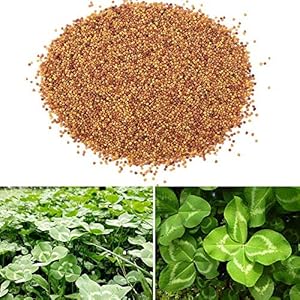 Zyyini Plantas acuáticas Semilla, Agua Semillas de Hierba Acuario Paisajismo Decorativo Crecer rápidamente Plantar(# 3)