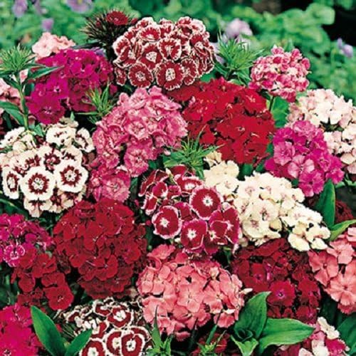 50 graines semences fleurs oeillet de poète a fleurs simples odorante pour charmer les papillons abeilles - 149