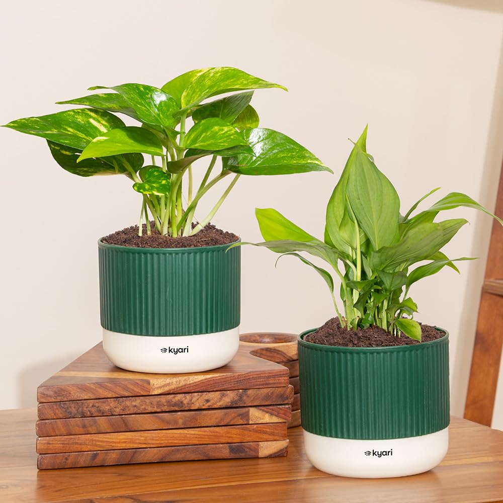 Kyari Combo of 2 – Money Variegated & Peace Lily with 3.5″ Mylo Self-Watering Pot – Green-image-46