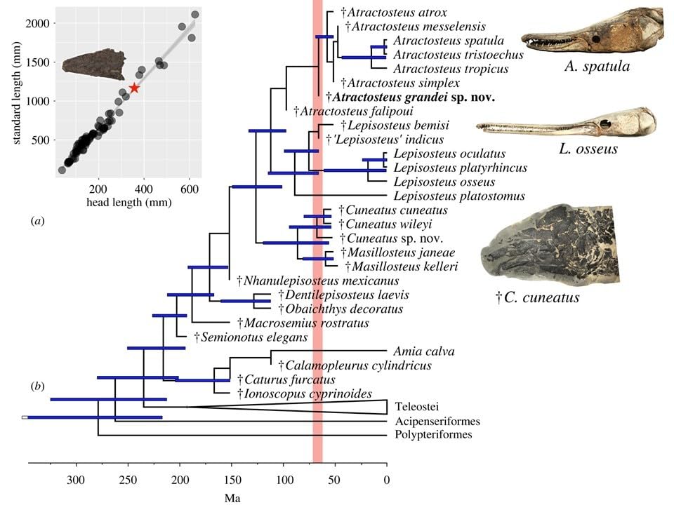 Amazon | 巨大レピソステウス類ガーパイク化石レプリカ教材貴重種 303