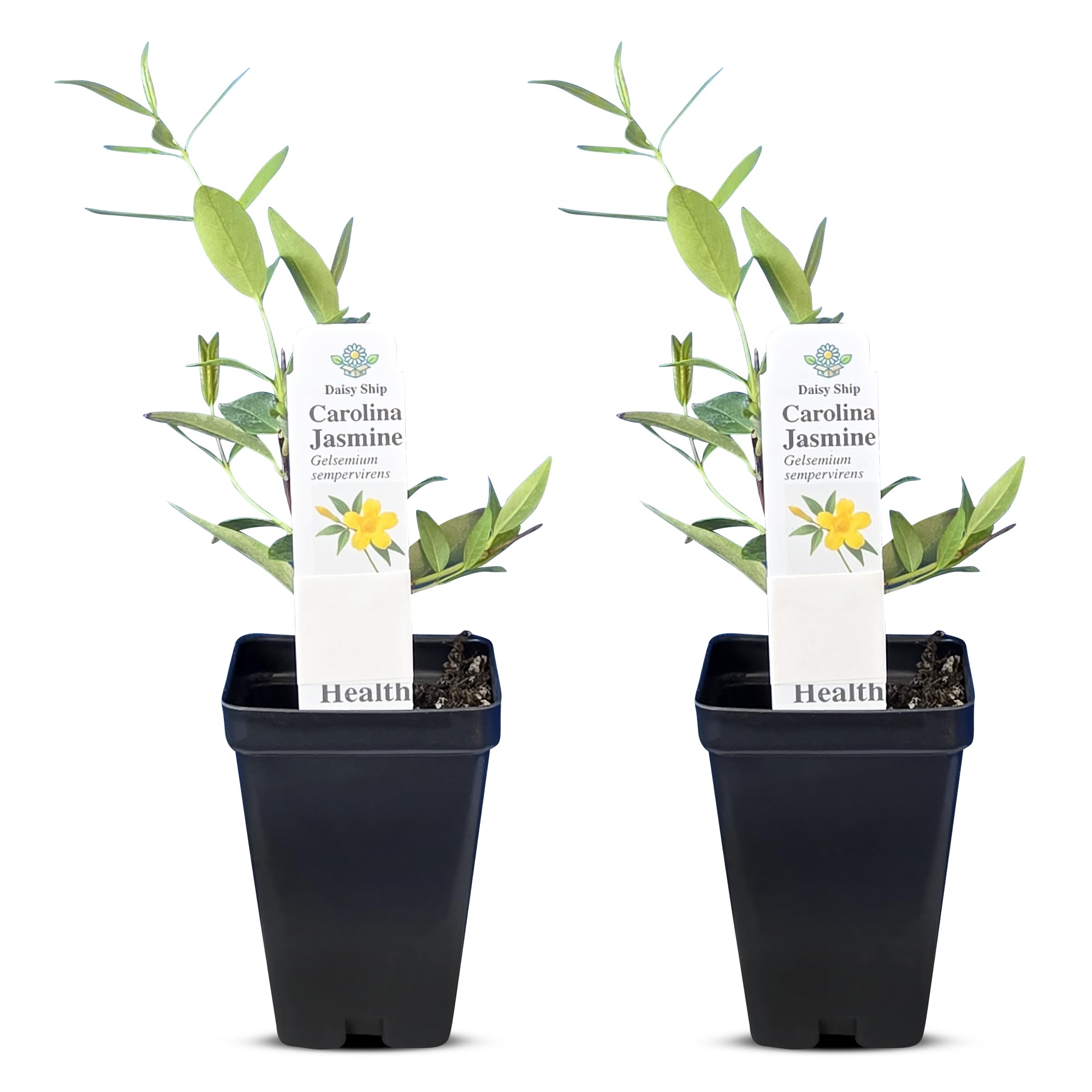 Carolina Jasmine Daisy Ship