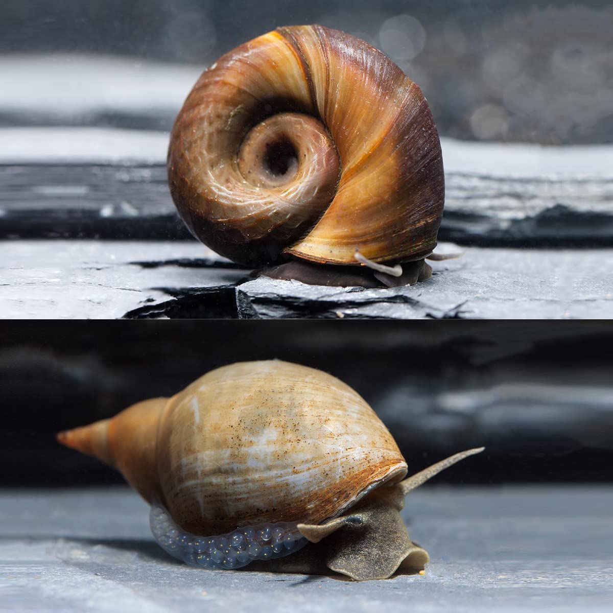 NatureHolic Bio Schlammsauger zum natürlichen Entfernen von Teichschlamm, Teichbecken I 5X Sumpfdeckelschnecke und 5X Spitzschlamm
