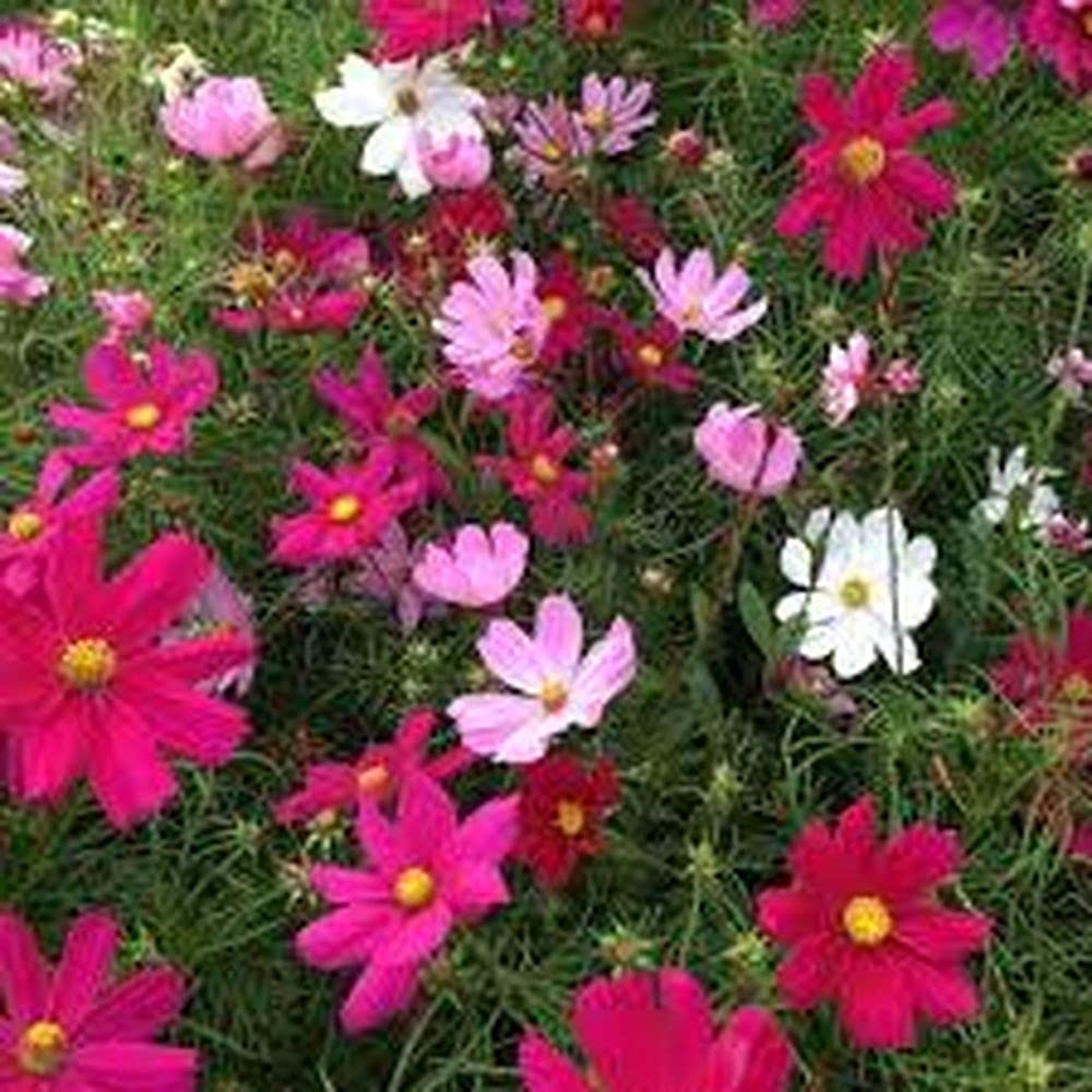 PLANTOGALLERY Cosmos Flower F1 Hybrid Seeds Small Pack (B09B2MWTY1) Amazon Price History, Amazon Price Tracker