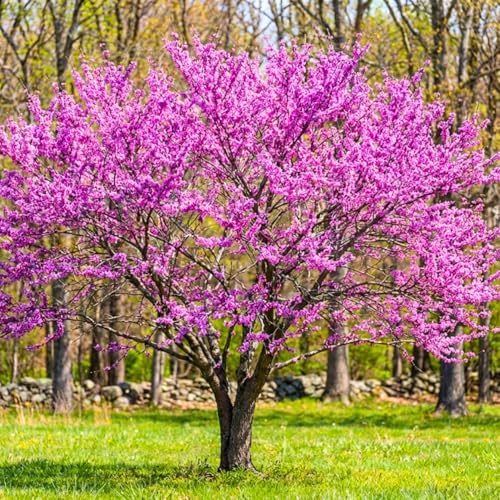 Purple Redbud Tree in Quart Pot Hardy Red Bud Trees Purple Flowering Tree Winter Dormant Border and Garden Planting