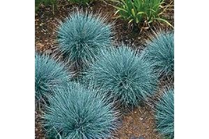 50+ Blue Fescue Seeds - Drought Tolerant Sun & Shade Tolerant Fescue...