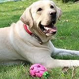 AUSCAT Interaktives Hundespielzeug Leckerli, Futterball für Hunde, Naturkautschuk Leckerli-Spender für Große Mittelgroße Hunde, Pitaya Form