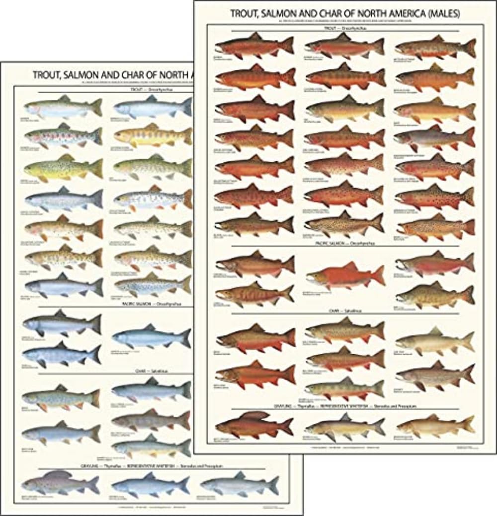 Fish Identification Poster: Trout, Salmon & Char – 12"x18" Fishing Species Chart | Educational Wall Art for Anglers & Nature Lovers (Set)