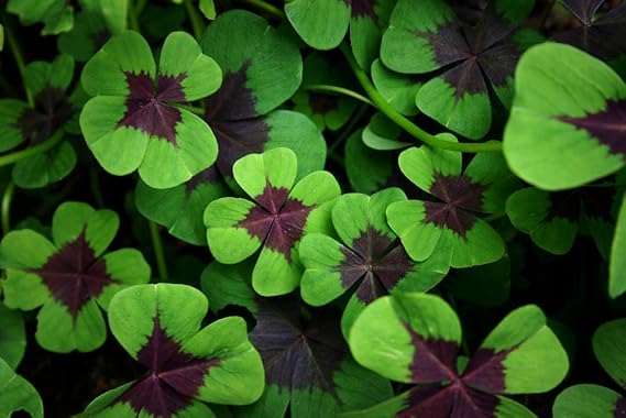 Iron Cross Shamrock Bulbs - 10 Bulbs to Plant - Iron Cross Shamrocks - Fast Growing Year Round Color Indoors or Outdoors - Oxalis Shamrock Bulbs