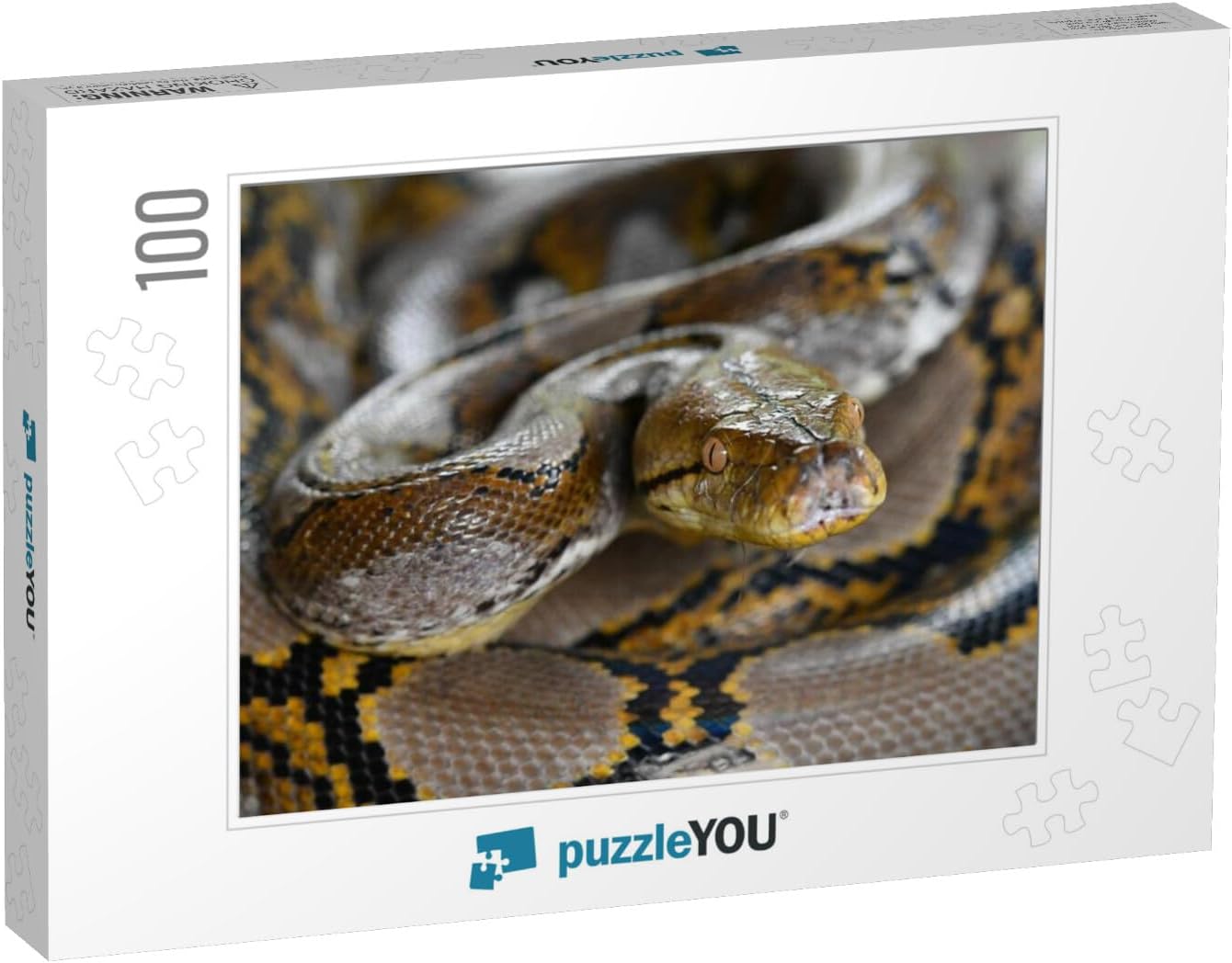 Amazon.com: Reticulated Python Snake of Borneo | Python Reticulatus ...