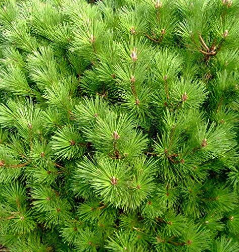 Ondai Japanese Black Pine - A Dwarf, Cork-Bark Variety - 1 Year Live Plant