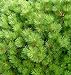 Ondai Japanese Black Pine - A dwarf, Cork-Bark Variety - 1 Year Live Plant