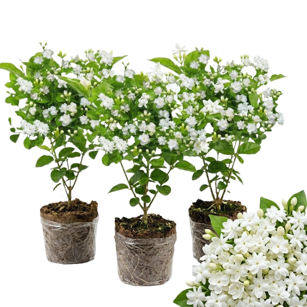 Amazon.com : 3 Blooming Jasmine Plants, Maid of Orleans Sambac