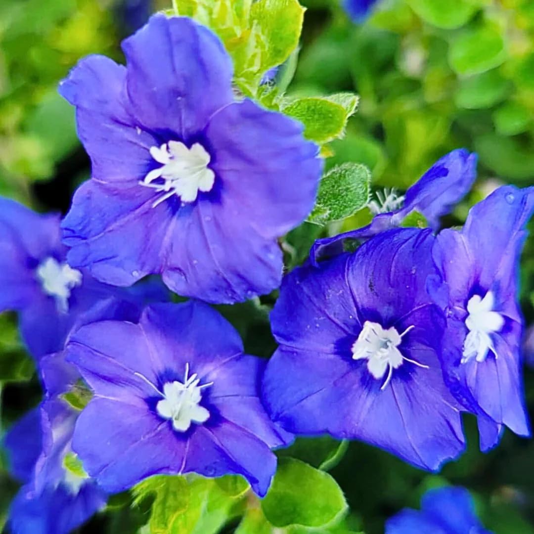 Amazon.com : Dwarf Blue Daze - Evolvulus 'Beach Bum' Live Plants