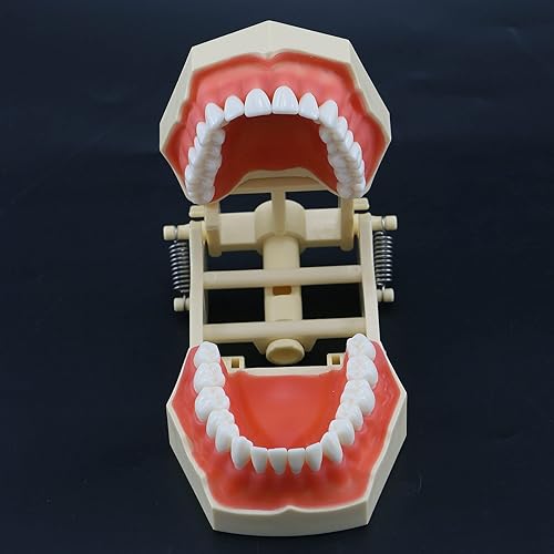 Miniatura 5 de Dental - 32 piezas extraíbles estándar para práctica dental, modelo Demostración M8014, ajuste de llenado Frasaco AG tipo Typodont suave Gingivae