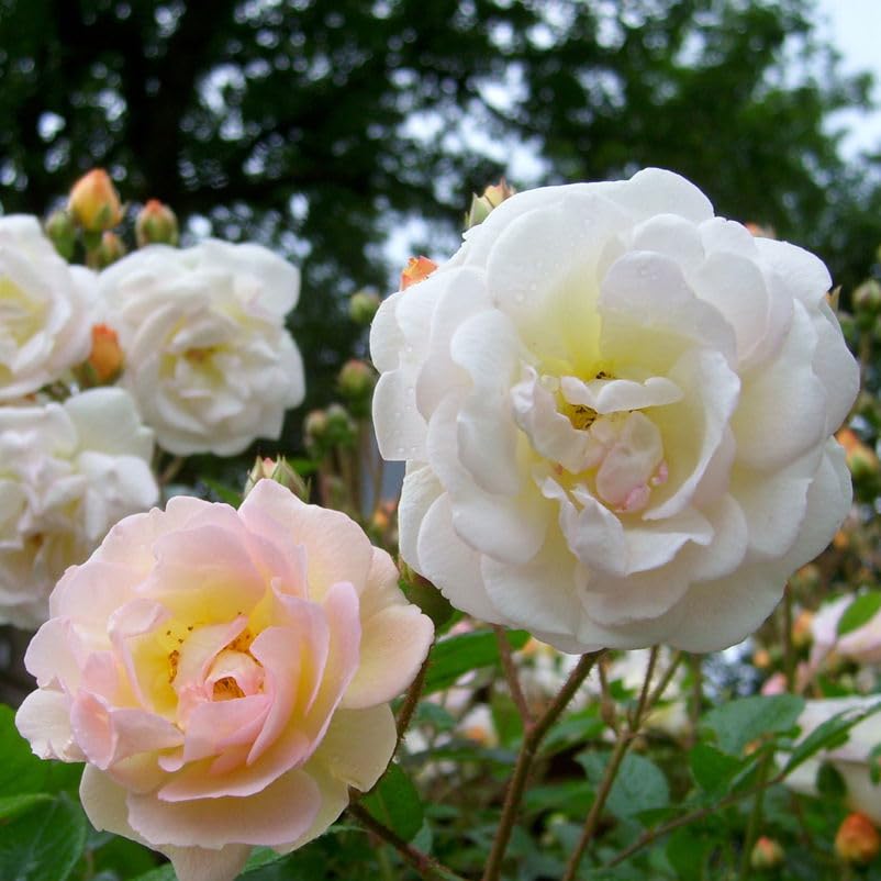 Ramblerrose „Ghislaine de Feligonde' (Premium) - zartlachsgelb blühende Topfrose, im 6 L Topf - frisch aus der Gärtnerei - Pfllanzen-Kölle Gartenrose
