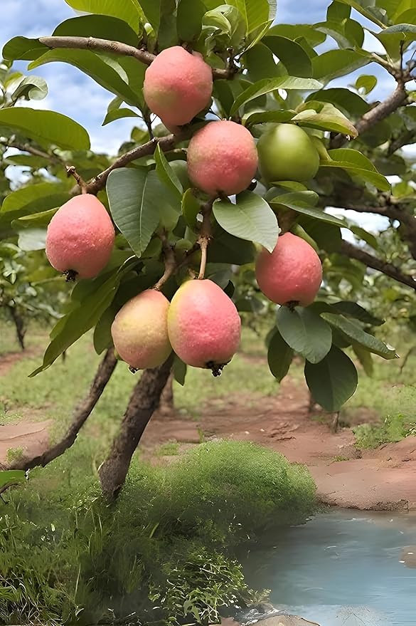 Image of Thai Red Guava Plant Hybrid All Seasons Amrud Live Tree Red Diamond Guava Plant Original With Pot