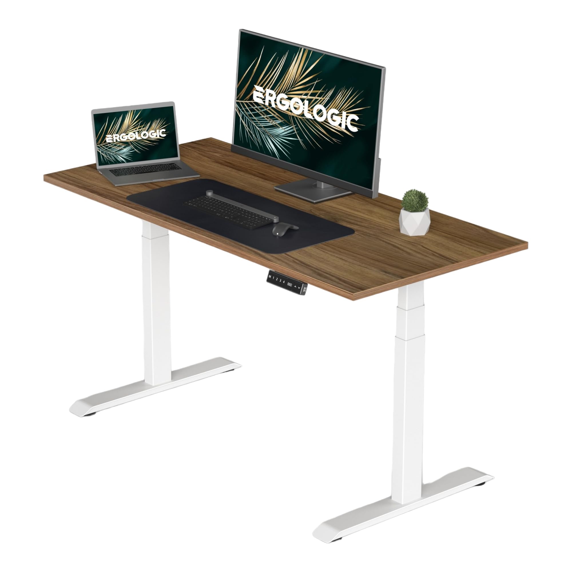 Ergologic Height Adjustable Table - Electric Dual Motor 3 Stage - Ergonomic Sit to Standing Computer Desk for Home Office Work, 120 KG Capacity, White Color Frame - with Dark Oak, 1500mm x 750mm top