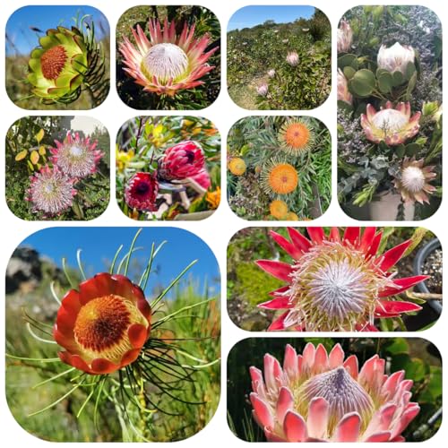 Planta de protea real - semillas semillas de flores macetas planta decorativa balcón con camas elevadas plantas resistentes para el jardín semillas exóticas semillas de hierbas 120pcs