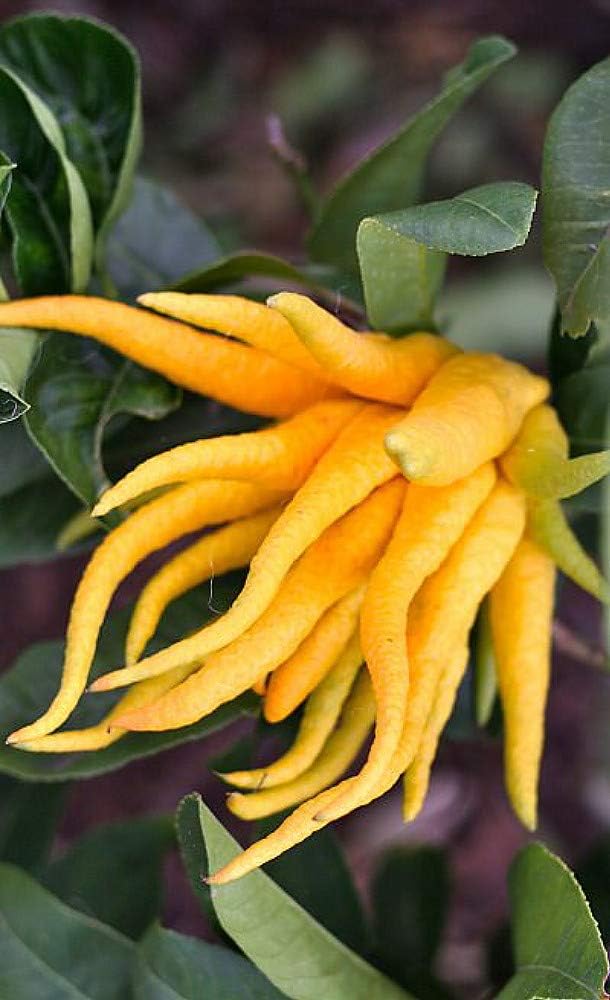Buddha's Hand Citrus Tree - Indoors/Out - No Ship to Tx,Fl,Az,Ca,La,Hi - 5" Pot
