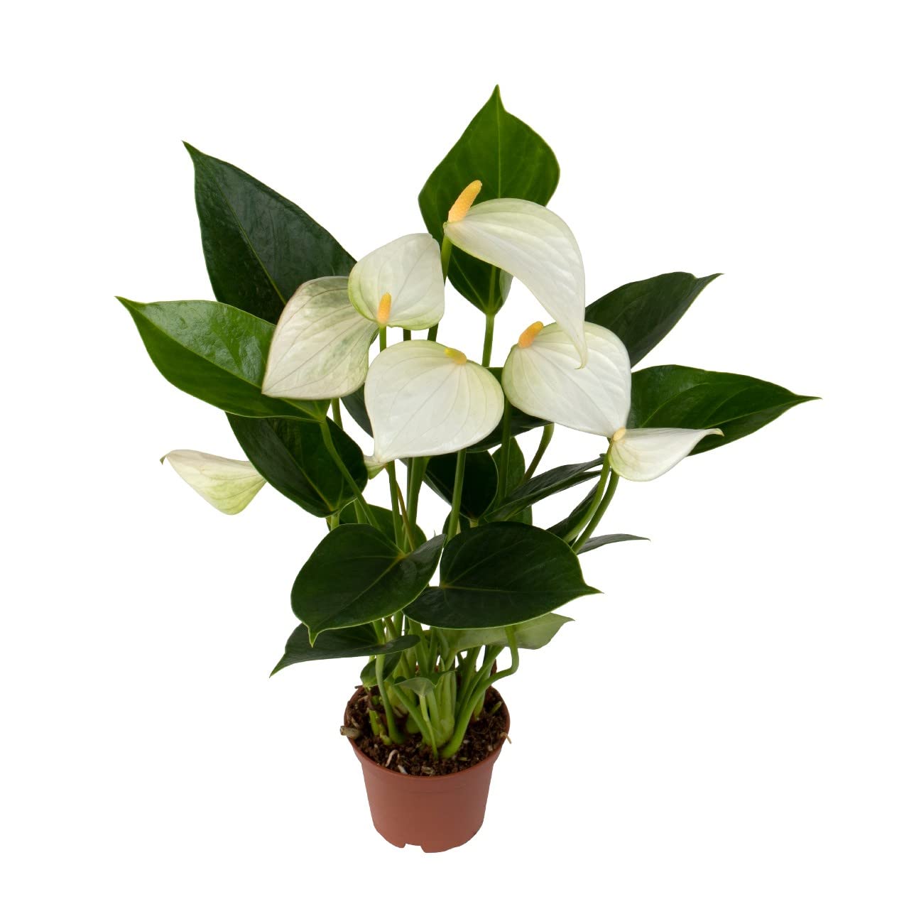 DECOALIVE Anthurium Blanco Planta de Interior Natural