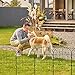 Decorative Animal Barrier Fencing, 10 Pack, 24in (H) x 11ft (L) Metal Wire Panel Garden Border, No Dig, Dog & Rabbit Fence with Ground Stakes