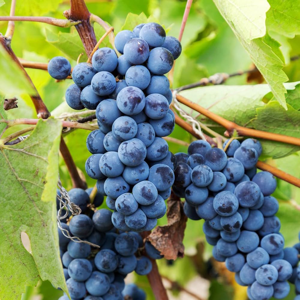 5Rhizome/Traubenwurzel trauben weintrauben Leicht zu züchten obstpflanzen