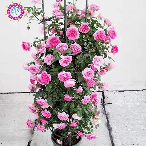 SwansGreen Mix : 100 Pcs Climbing Rose Seeds, Rare Climbing Plant Rose Seeds, Diy Home & Garden, Bonsai Garden Flowers. Multi-color Selection