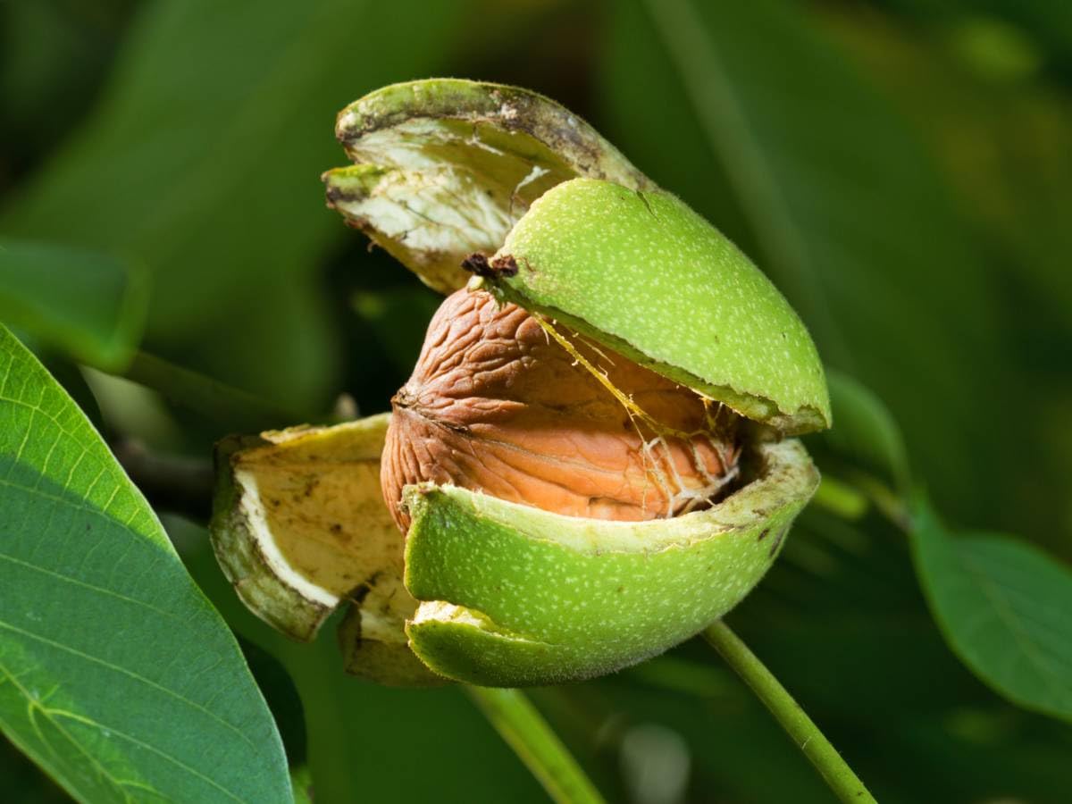 BLOOM & GROW Walnut Grafted Live Plant/Akhrot Plant (B0C8DHF89D) Amazon Price History, Amazon Price Tracker