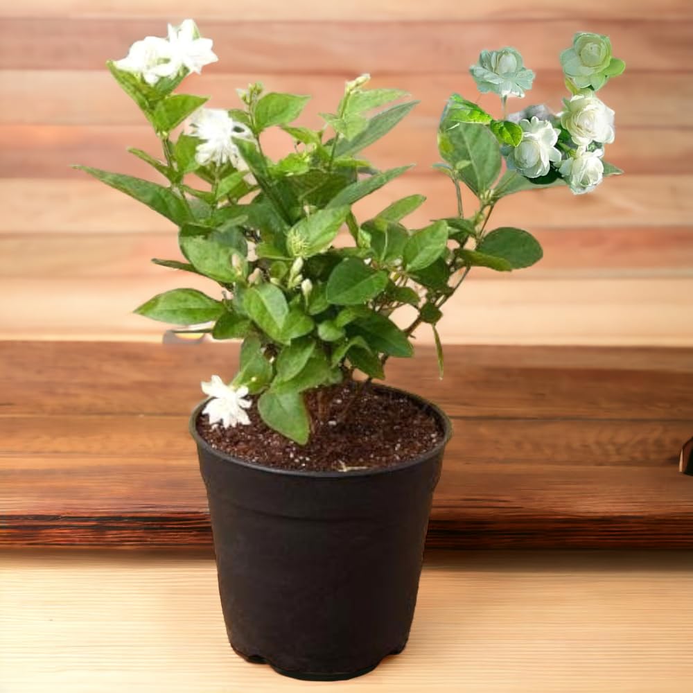 See full amazon price history chart for Bhajanlal Greenery Mogra-Jasminum Arabian Jasmine Plant With Pot Healthy Plant Bhajanlal Greenery Mogra-Jasminum Arabian Jasmine Plant With Pot Healthy Plant (B08H8M2R1Y) Amazon Price History, Amazon Price Tracker