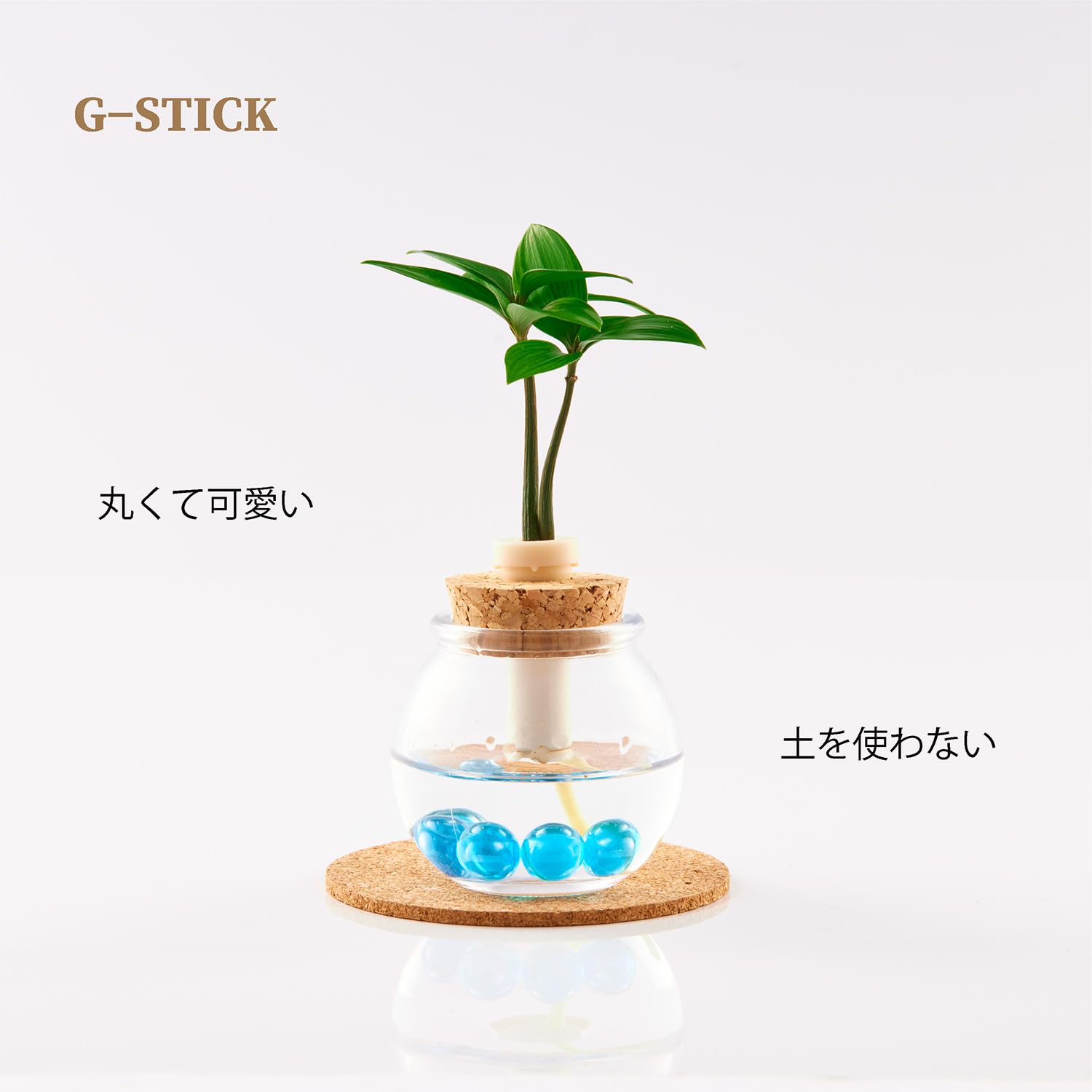 Amazon｜日本古来の植物「槇(マキ)の木 花言葉：『慈愛』『色あせぬ恋