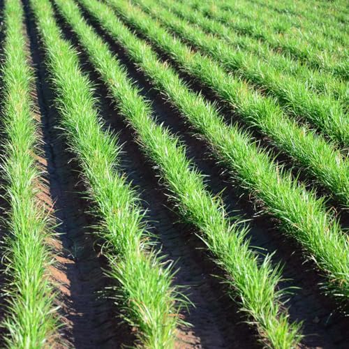 Outsidepride Chufa Seed - 5 Lbs Warm Season Perennial Food Plot Seed for Turkey Deer Hogs Ducks Waterfowl & Wildlife Tiger Nuts Yellow Nutsedge Planting Seed