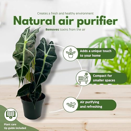 Miniatura 8 de BubbleBlooms Alocasia Máscara africana, 4 pulgadas amazonica Polly