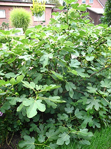 winterharte eßbare Feige, Ficus carica Brown Turkey 60-80 cm hoch im 5 Liter Pflanzcontainer