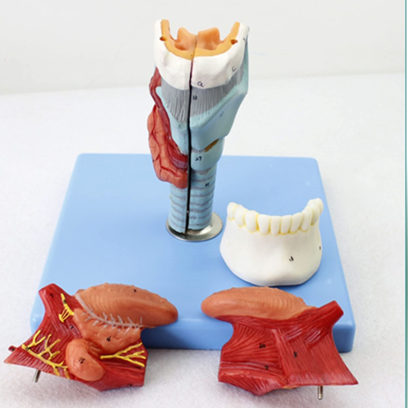Modele dydaktyczne z zakresu biologii, Model anatomiczny gardła z językiem, 5 części, 55 wskaźników cyfrowych do celów edukacyjnych