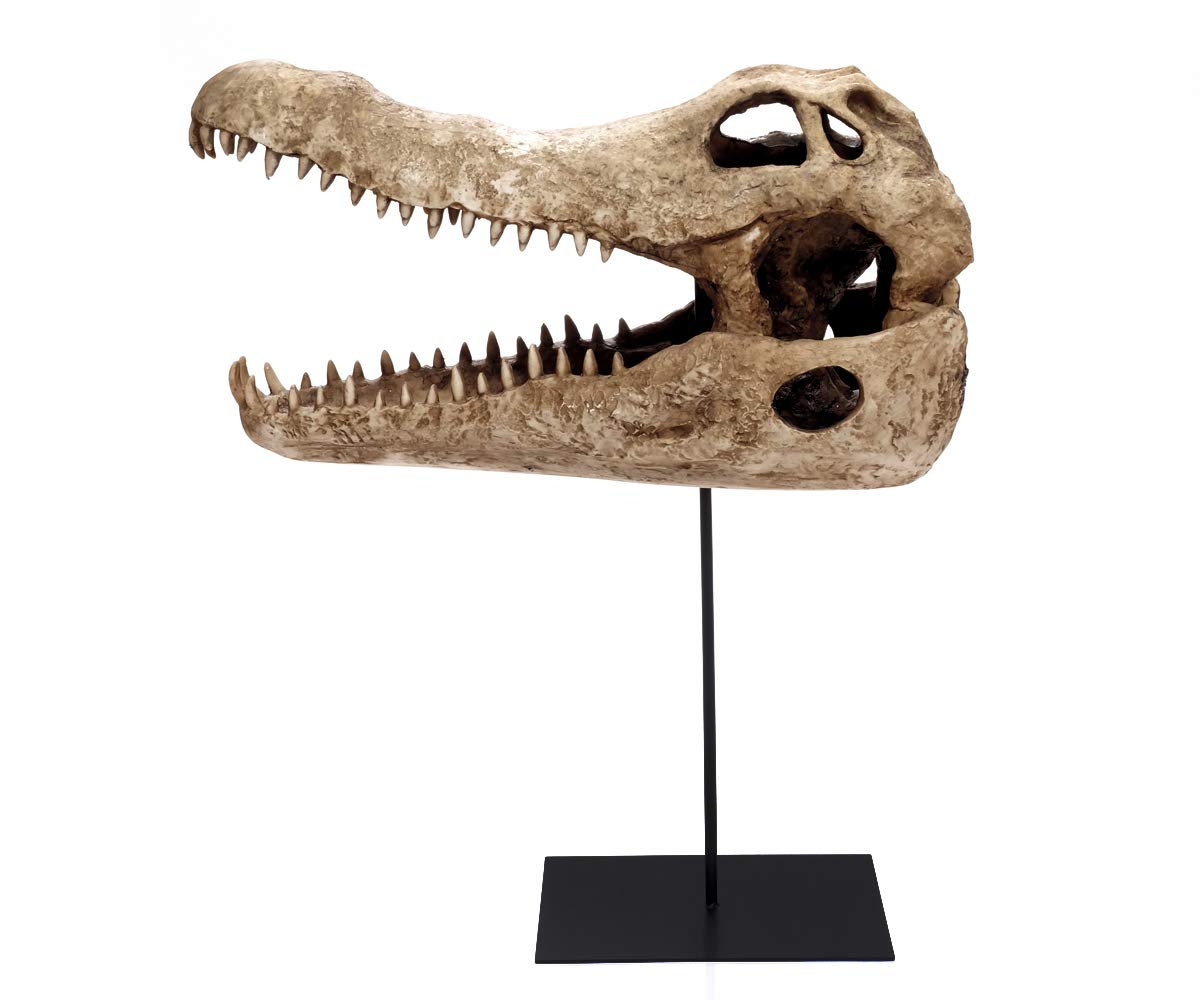 Design Reptil Schädel Deko Kopf Skulptur Krokodil Kopf Totenkopf Deko groß