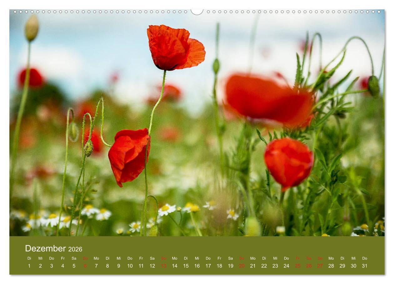 Mohnblumen Romantik (hochwertiger Premium Wandkalender 2026 DIN A2 quer), Kunstdruck in Hochglanz: Mohnblumenfelder und Blüten (CALVENDO Orte)