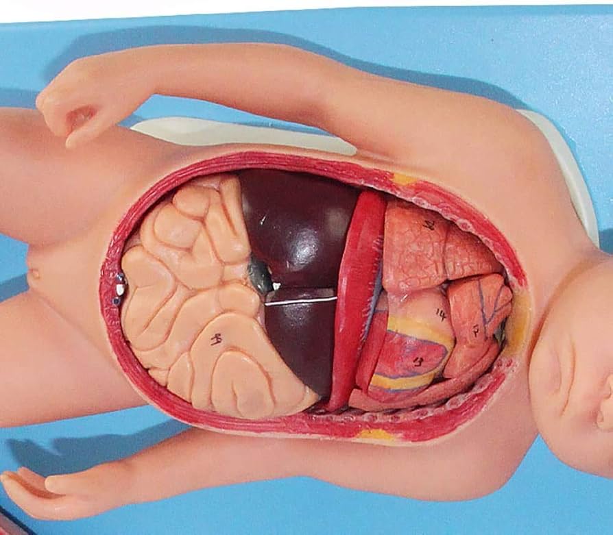 西ドイツビンテージ　人体模型 胎児と胎盤などが精巧に作られた模型 Amazon.co.jp: 赤ちゃんの骨格モデル、ヴィンテージの赤ちゃんの