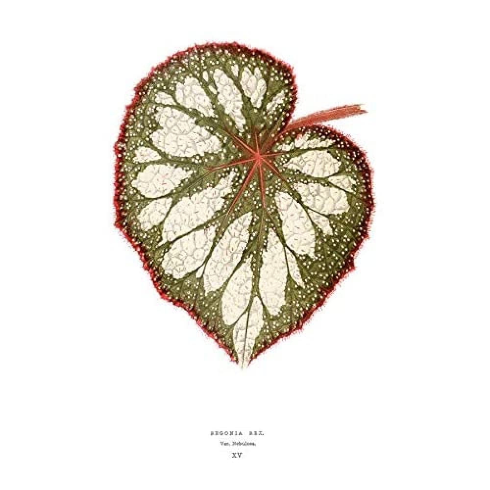 Wee Blue Coo Leaf Begonia Rex Nebulosa Unframed Art Print Poster Wall Decor 12x16 inch